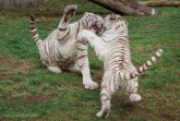 SafariPark_2017©TatjanaDietrich-4130145