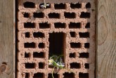 Wildbienenwand negativ