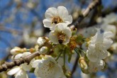 Kirschbluete-und-Bienen
