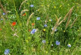 Blumenwiese