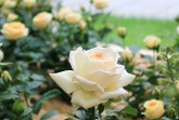 Prachtvolle Rosen laden zum Besuch der Landesgartenschau ein. Foto:LaGa Bad Lippspringe.