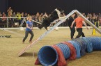 Die DOGLIVE Agility Trophy gilt längst als Deutschlands größtes Indoor-Hundesportturnier.