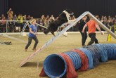 Die DOGLIVE Agility Trophy gilt längst als Deutschlands größtes Indoor-Hundesportturnier.