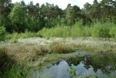 : Das Naturschutzgebiet Hühnermoor hat eine einzigartige Flora und Fauna zu bieten (Foto: Stadt Harsewinkel).