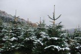 Fachgruppe der Weihnachtsbaum- und Schnittgrünerzeuger im Landesverband Gartenbau Nordrhein-Westfalen e. V.