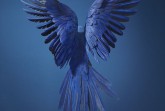 In Gefahr – Hyacinth Macaw ©Tim Flach