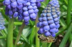 Mit den Anregungen der Garten- und Landschaftsarchitektin Monika Geißler blüht der Hausgarten auf, hier mit Perlhyazinthen.