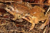 Häufig im „Doppelpack“ unterwegs: Grasfroschpärchen auf der Wanderung zum Laichgewässer. Foto: © Pressefoto: Deutsche Gesellschaft für Herpetologie und Terrarienkunde (DGHT)
