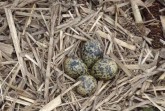 Kiebitzgelege. © Britta Perschbacher, Umweltamt, Kreis Paderborn