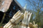 Spargel aus Walbeck