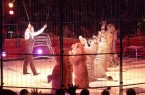 Bei Dompteur Alexander Lacey müssen Raubkatzen unnatürliche Zirkusnummern aufführen. / © PETA Deutschland e.V.