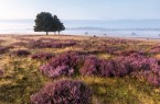 Foto: Lüneburger Heide GmbH.