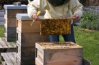 Anfängerkurs „Imkerei und Bienen halten“ – noch 4 Plätze frei