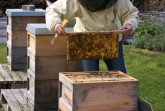 Anfängerkurs „Imkerei und Bienen halten“ – noch 4 Plätze frei