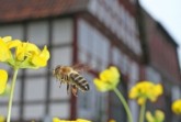Die Bienen stehen bei einem Rundgang und Mitmachprogramm am Samstag im LWL-Freilichtmuseum Detmold im Mittelpunkt.
Foto: LWL/Jähne