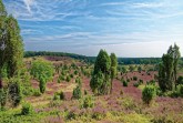 Lüneburger Heide, Foto: Pixabay
