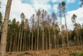 Vom Borkenkäfer befallene Fichten und Fichtenrinde 	mit Spuren des Borkenkäfers.( Fotos: Landesverband 	Lippe)