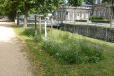 Allee, Foto:  Stadt Detmold