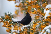 Amsel, Foto: ©Tierfotoagentur Ramona Richter I T.Harbig