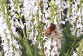 Biene_Salbei (1)