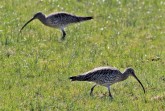 Der Große Brachvogel brütet auf Wiesen und Weiden. © Biologische Station Senne-Paderborn/Lakmann