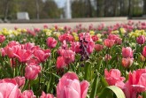 2020-04-16_09_Gartenschau-Bad-Lippspringe-oeffnet-am-20.-April-wieder-f453b90b21883dcg8c63784cdf31484f