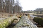 Wertholzstämme der Forstabteilung des Landesverbandes Lippe auf dem Holzlagerplatz am Entenkrug (Horn-Bad Meinberg/Belle).