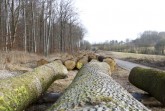 Wertholzstämme der Forstabteilung des Landesverbandes Lippe auf dem Holzlagerplatz am Entenkrug (Horn-Bad Meinberg/Belle).