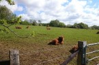 Hochlandrinder im Doberg. Foto: Stadt Bünde