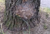 Eichenprozessionsspinner-Nest-an-Eichenrinde-1958e950bc8d74dgc36d9da5575b4386