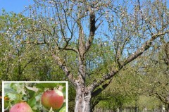 Extertaler Apfelbaum in der Streuobstwiese des BUND Lemgo
Foto: BUND Lemgo