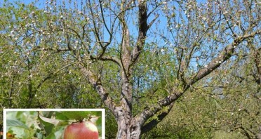 Extertaler Apfelbaum in der Streuobstwiese des BUND Lemgo
Foto: BUND Lemgo