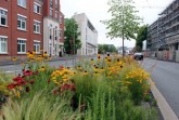 Stehen in voller Blüte: Die farbenfrohen Staudenmischpflanzungen auf den Mittelinseln entlang der Friedrich-Ebert-Straße im Stadtzentrum ergeben ein farbenfrohes Bild.Foto:Stadt Gütersloh