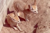 Fenneks (Wüstenfüchse). Foto: © Dr. Klaus Wollmann