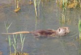 Nutria im Wasser © Annette Olenberg