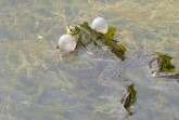 Quakender Frosch im Tümpel. Foto: © Dr. Klaus Wollmann