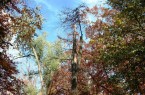 Abgestorbene obere Äste kennzeichnen die Wipfeldürre einiger Bäume im Stadtpark..Foto:Stadt Gütersloh