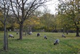 Seltene Gotlandschafe auf der Streuobstwiese des BUND Lemgo, Foto: Bund Lemgo