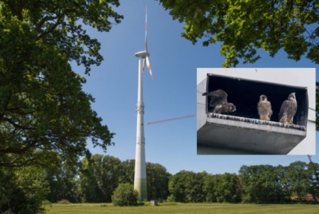 Foto: Heinz Mertineit - Wanderfalken an der Windkraftanlage