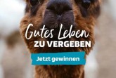 Bildzeile: Star der Imagekampagne: Dieses Alpaka war auf vielen Werbemitteln für ‚Gutes Leben zu Vergeben zu sehen‘. (Foto: erfolgskreis GT)