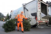 Die kostenlose Abholung ausgedienter Tannenbäume durch den ASP findet in der 2. und 3. Kalenderwoche statt und richtet sich nach dem jeweiligen Abfuhrtermin. Die Termine können auch straßengenau über die App mymuell.de abgerufen und dem Onlinekalender unter www.asp-paderborn.de entnommen werden. Foto: ASP