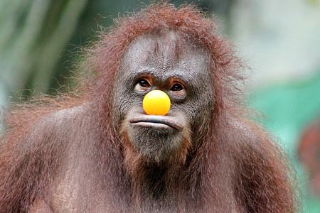 Ein "Apenköster" bezeichnet eine übertrieben alberne Person, die sich gerne mal zum Affen macht. Foto: Pixabay