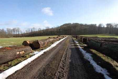 Holzlagerplatz Alt-Schieder im März 2021 (Foto: Landesverband Lippe)