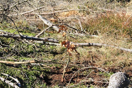 03_euwatec_Pflanzungen