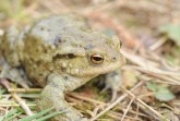 Auch die Erdkröten machen sich auf den Weg zur Hochzeit (Foto: Stadt Rheda-Wiedenbrück)