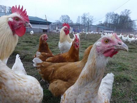 Bunte Zweinutzungshühner (© Sebastian Seelig)