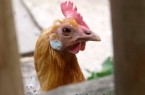 Symbolbild Huhn Geflügelpest