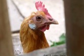 Symbolbild Huhn Geflügelpest