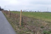 Die noch jungen Obstbäume an der Husener Straße zwischen Knickweg und Flugplatz Haxterberg wurden komplett zerstört.Foto: © Stadt Paderborn