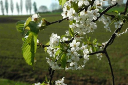 Blütezeit: 200 alte Obstsorten werden im LWL-Freilichtmuseum Detmold angebaut. Foto: LWL